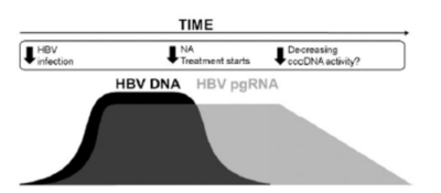 乙型肝炎病毒核糖核酸定量检测试剂盒（高敏HBV RNA）